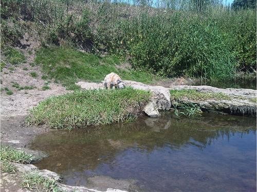 Damson Cottage B&B Лейкок Екстер'єр фото